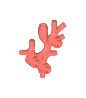 Coral Plant Thallus / Seaweed / Coral