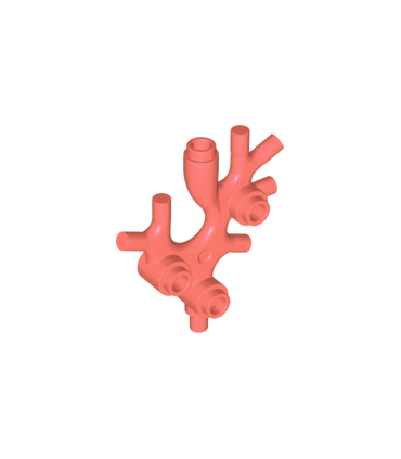 Coral Plant Thallus / Seaweed / Coral